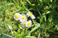 白い花
