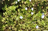 紫の花