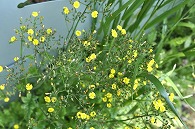 黄色い花