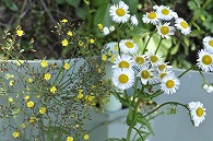 黄色い花