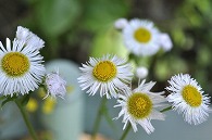 白い花