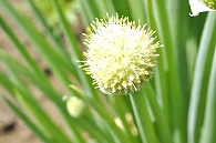 葱坊主