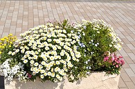 寄植え