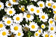 寄植え