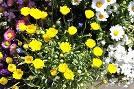 寄植え