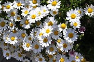 寄植え