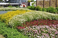 寄植え
