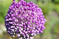 紫の花