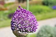 紫の花