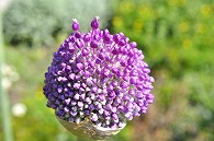紫の花