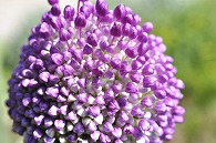 紫の花