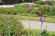 紫の花