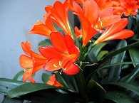君子蘭