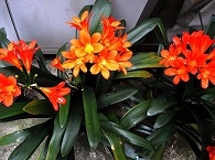 君子蘭