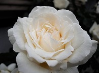薔薇