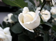 薔薇