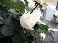 薔薇