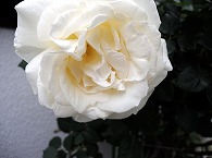 薔薇