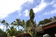 ポリネシア文化センター(ハワイ)