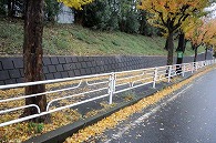 落ち葉