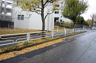 落ち葉